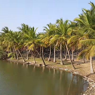 m_activities-pondicherry-paradise-beach_l_400_640
