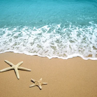 starfish-beach-sand-19393466